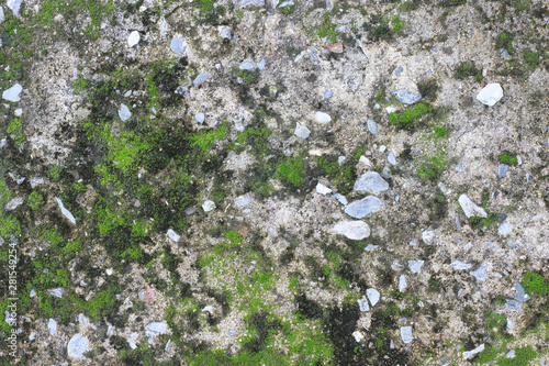 background texture: the surface of old concrete slab covered with moss or algae
