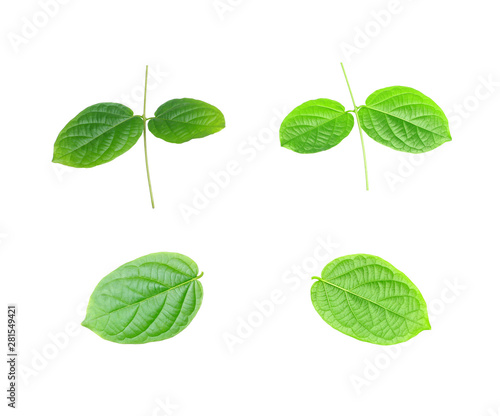 collection green leaf isolated on white background © studio2013