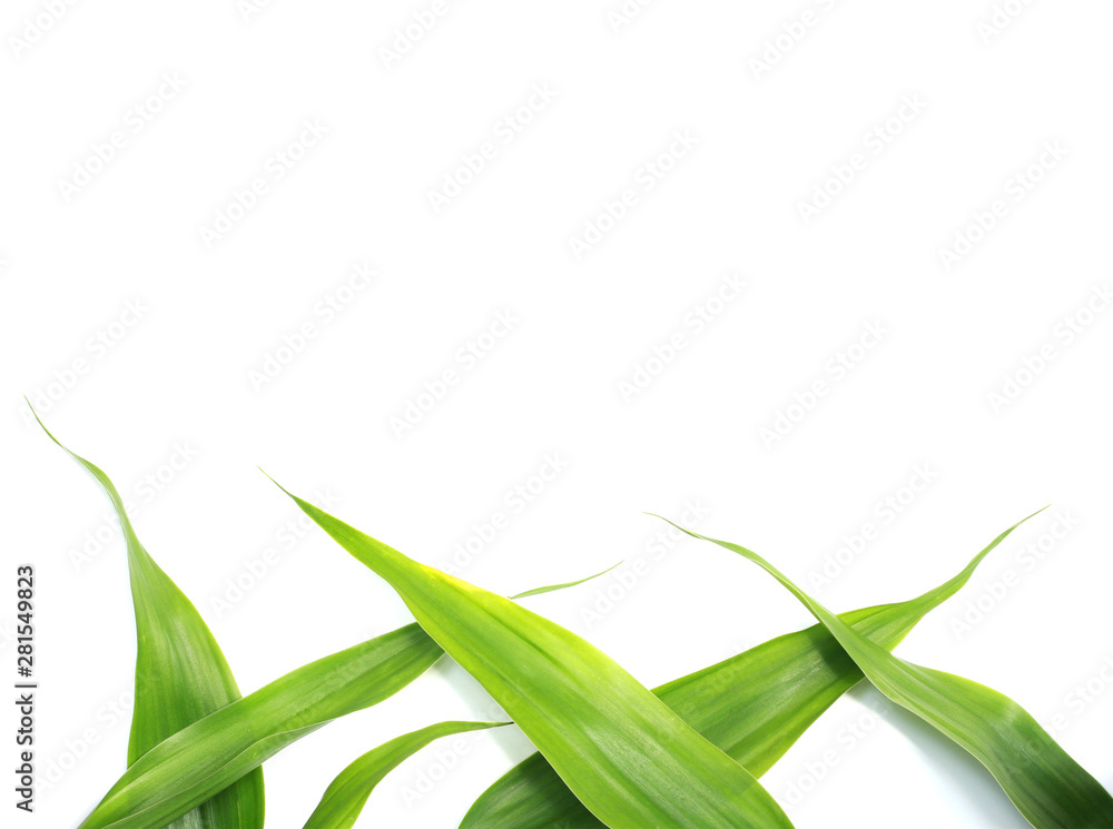 Obraz premium nature green leaves on white background