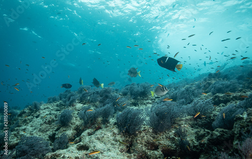 Coral reef fish from Sea of Cortez