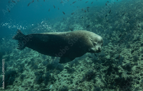 Sea lions in the clear blue of Sea of Cortze