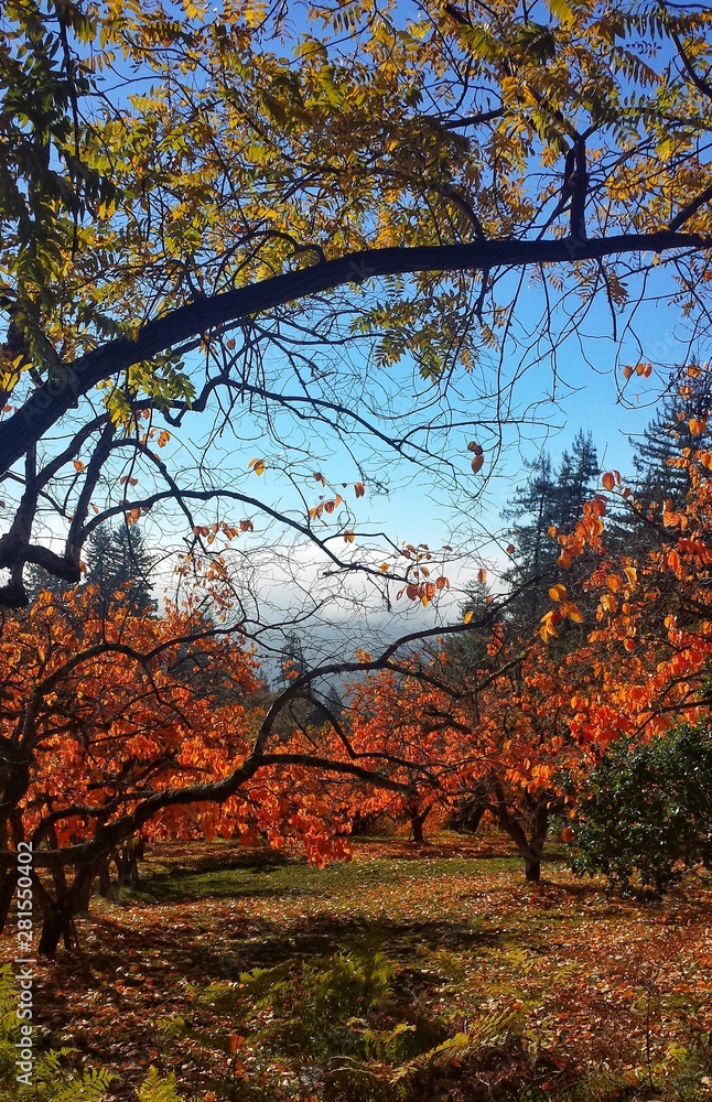 Fototapeta premium tree in autumn
