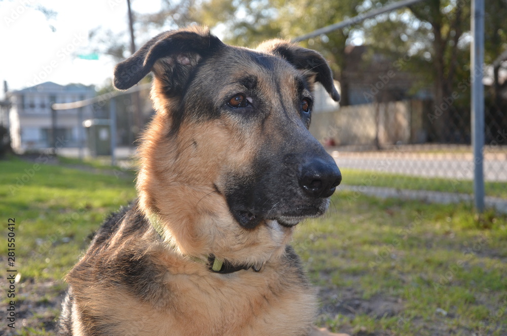 attentive dog guarding his yard