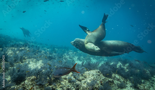 Sea lions in the clear blue of Sea of Cortze
