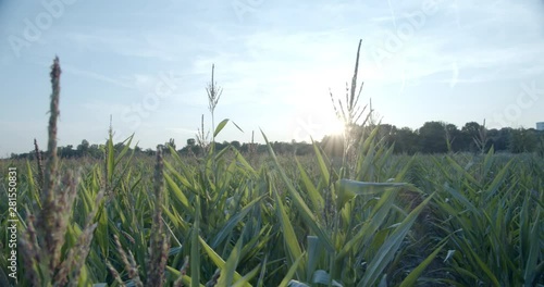 Panning through a Cornfield on an Afternoon while the Sun sets photo