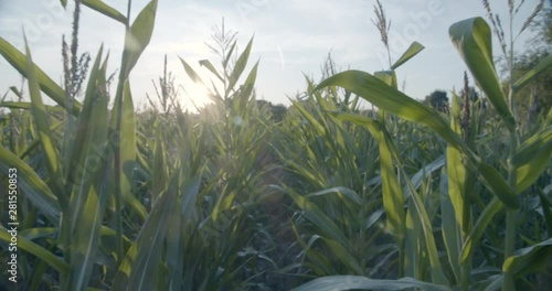 Walking through a Cornfield on a sunny Afternoon photo