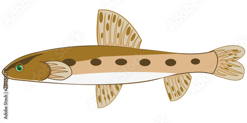 Fish gudgeon on white background is insulated