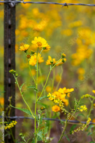 Mexican Sunflowers Cross a Barb Wire Fence Closeup