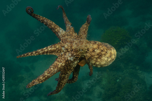 Octopus over coral reef in the sea © Drew