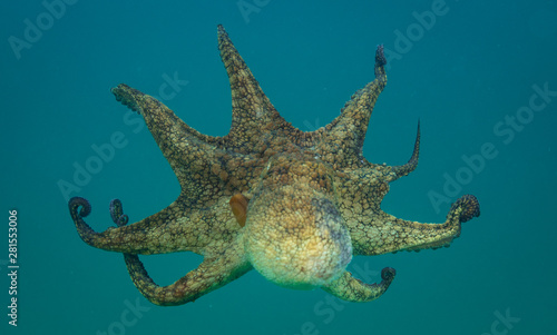 Octopus over coral reef in the sea © Drew