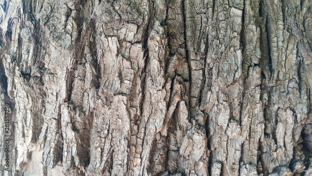 the bark of the tree is branched with patterns, it turned out an interesting texture the bark of the tree is branched with patterns, it turned out an interesting texture