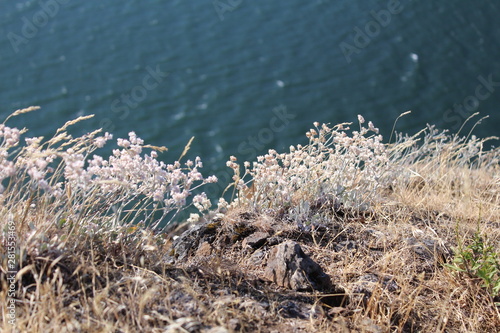 Close Up Flowery River