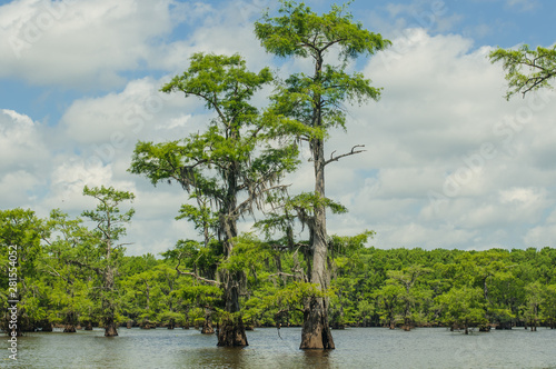 the horizontal photo of two tall cypress trees on the foreground and the cypress trees in a water of a lake on background. Caddo Lake state park, Texas.