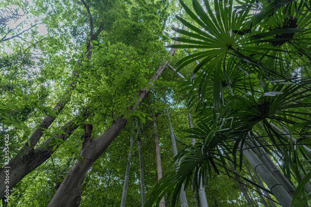 Fototapeta premium 都心の渓谷、等々力渓谷の多種多様な木々