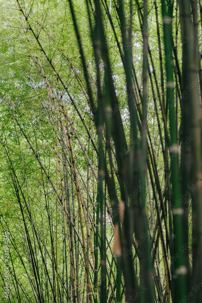 Bamboo forest, green nature background