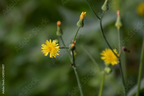 夏の草むらに咲いていたコウゾリナの黄色い花