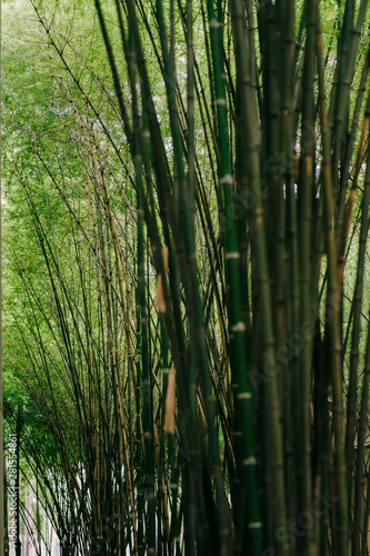 Bamboo forest  green nature background