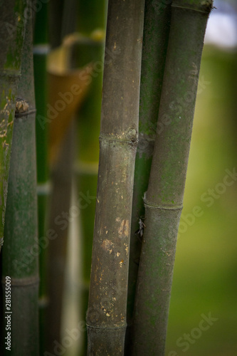 Bamboo forest  green nature background