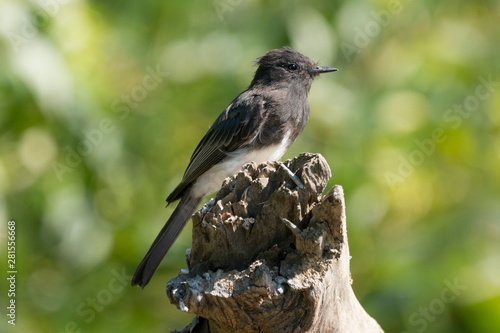 Black Phoebe perched on a branch, side view profile, bird identification clear photo Northern California fauna wildlife birds