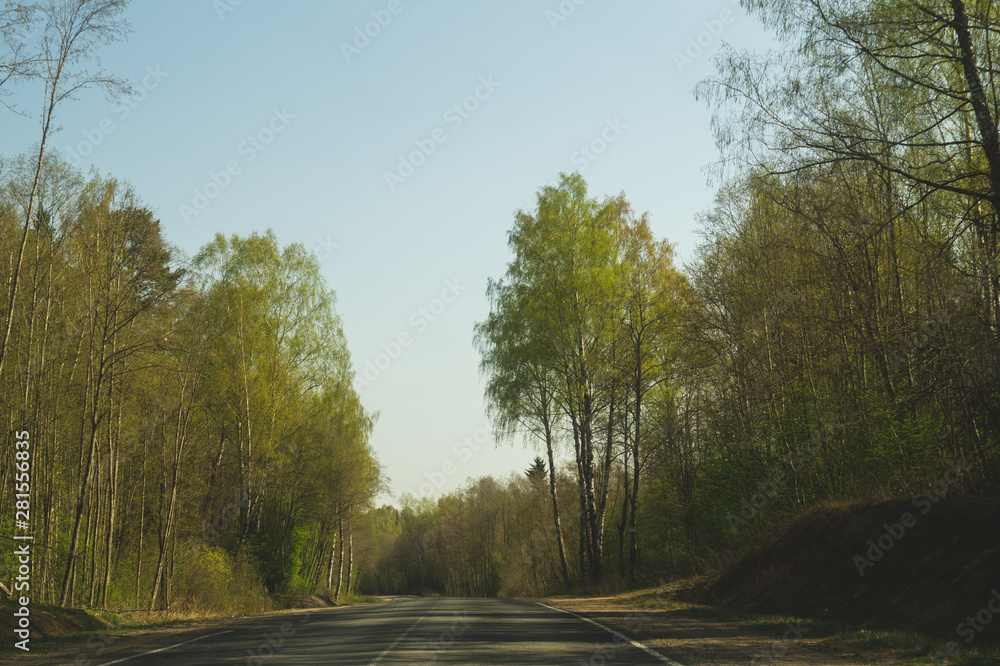 Forest road. way through the forest. country road
