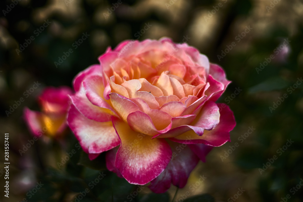 Fototapeta premium Beautiful rose with multicolored petals