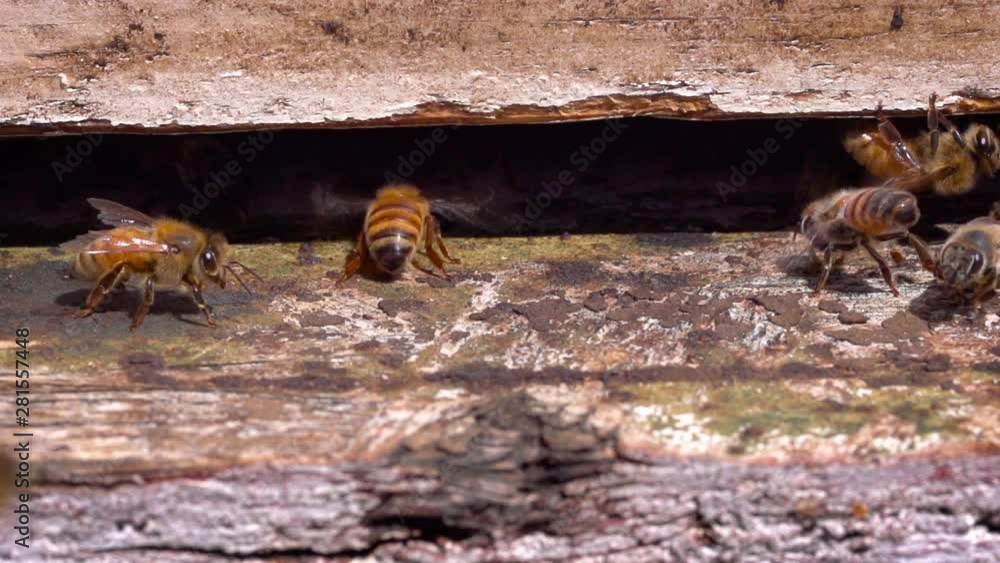 Bees entering a bee hive at a farm. Slow Motion. Bees entering a bee hive at a farm. Slow Motion.