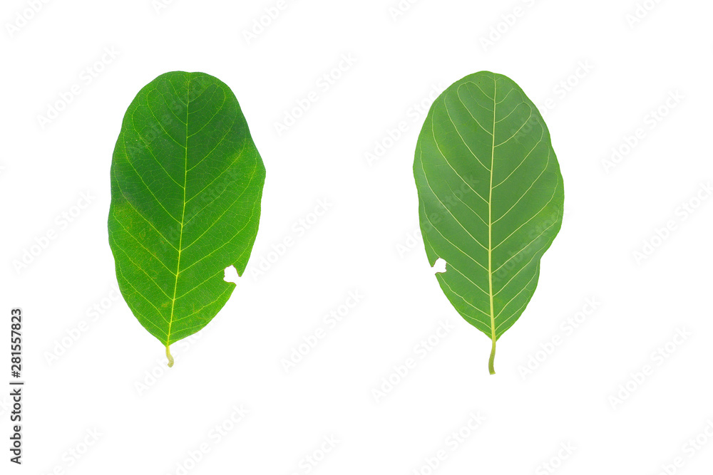 Fototapeta premium Green leaves sugar apple isolated white background