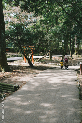 Fototapeta Naklejka Na Ścianę i Meble -  forest,Nara,Japan