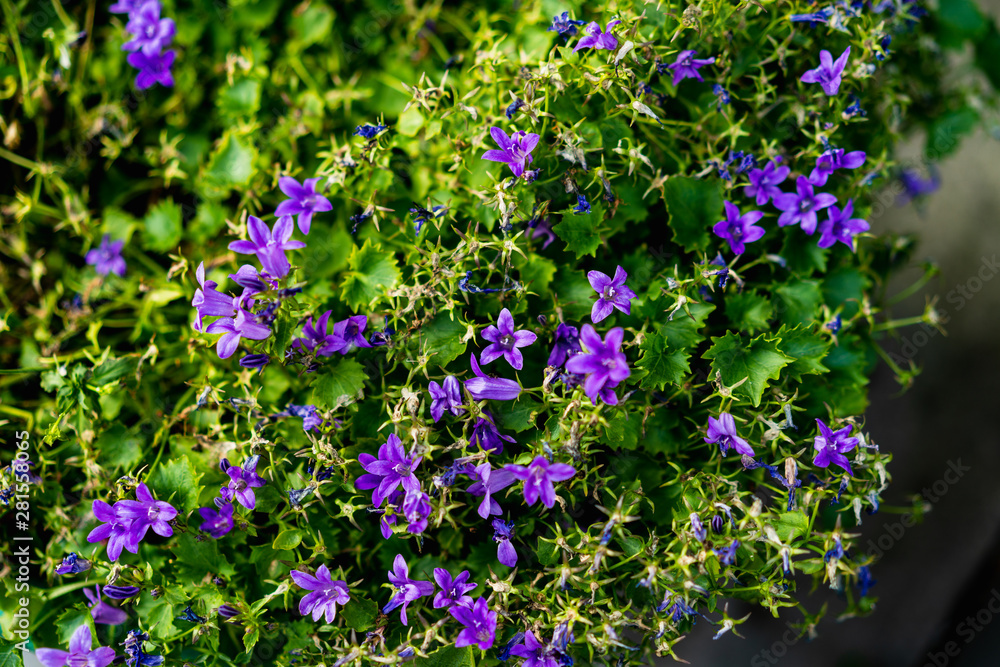Fototapeta premium Purple flowers and green leaves in a bush