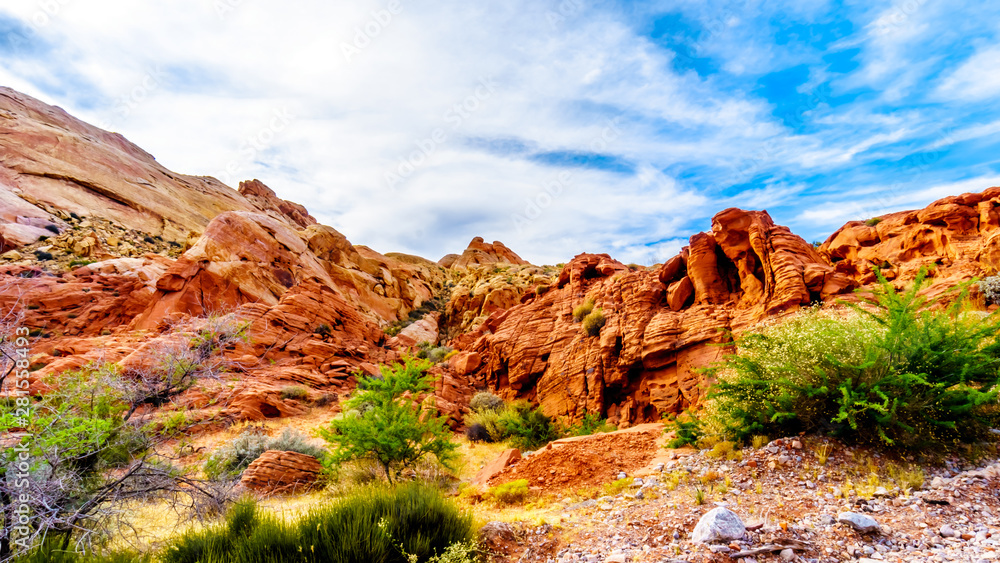 Fototapeta premium The colorful red, yellow and white sandstone rock formations along the White Dome Trail in the Valley of Fire State Park in Nevada, USA