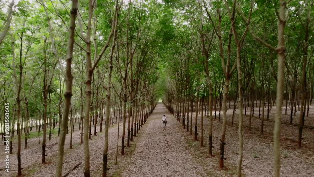 4k aerial tracking shot inside the rubber plantation farm in Ratanakiri Cambodia