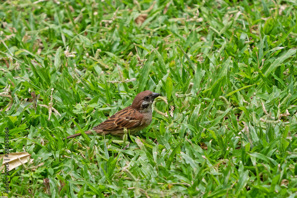 Close up Eurasian Tree Sparrow Standing on The Lawn Close up Eurasian Tree Sparrow Standing on The Lawn