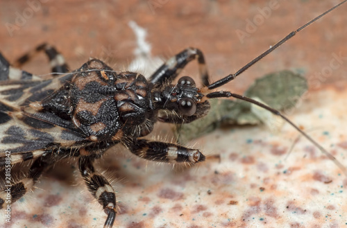 Macro Photo of Assassin Bug on The Floor © backiris