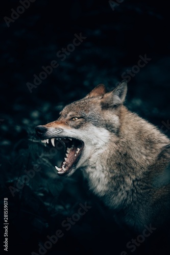 Fototapete Vertical closeup shot of a wild wolf growling or roaring in Teutoburg Forest, Ge