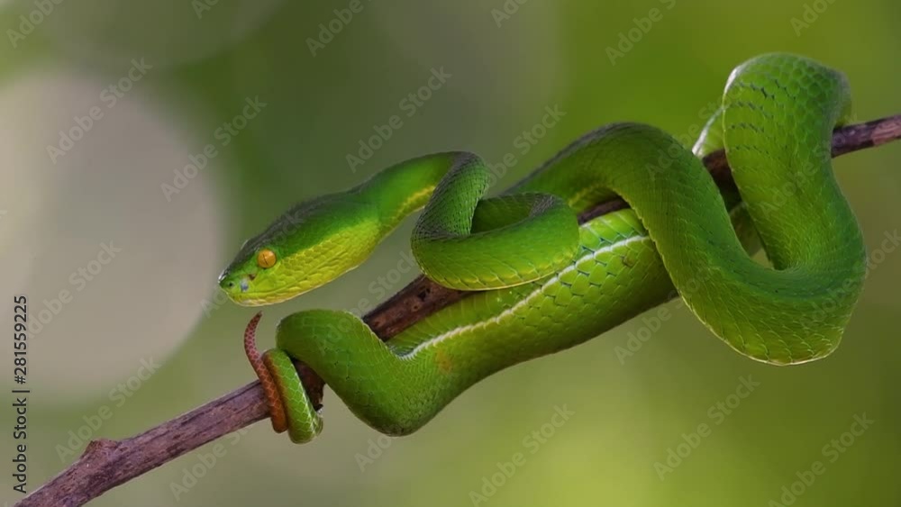 The White-lipped Pit Viper is a venomous pit viper endemic to Southeast Asia and is often found during the night waiting on a branch or limb of a tree near a body of water with plenty of food items. The White-lipped Pit Viper is a venomous pit viper endemic to Southeast Asia and is often found during the night waiting on a branch or limb of a tree near a body of water with plenty of food items.