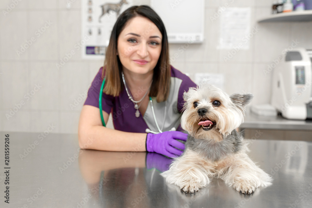 Beautiful brunette doctor vet examines a small cute dog breed Yorkshire Terrier at a veterinary clinic. Happy dog on medical examination..Blurred background of the veterinary hospital Beautiful brunette doctor vet examines a small cute dog breed Yorkshire Terrier at a veterinary clinic. Happy dog on medical examination..Blurred background of the veterinary hospital