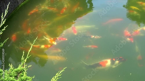 Koi fish swim in a pond. Koi fishes are colored Amur carp, usually are for decorative purpose in pond or water garden.  photo