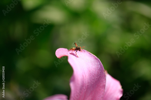 Flowering lily in the garden in the summer. Natural blurred background. Insect on a flower.