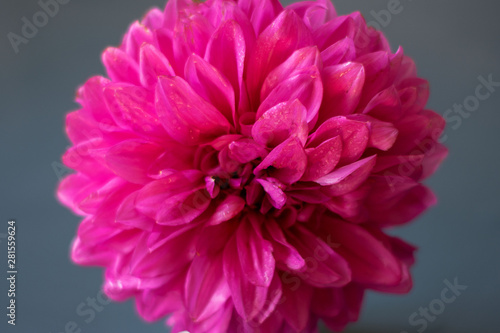 Pink chrysanthemum on a gray background. Garden flower Nature