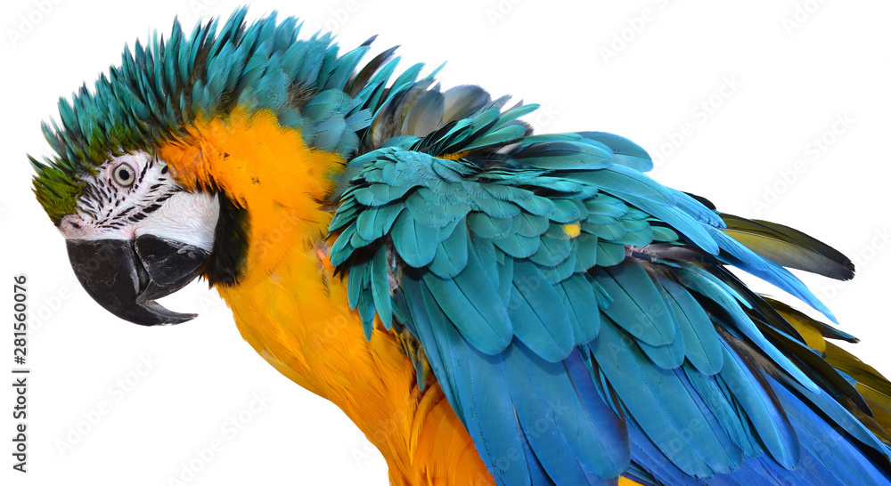 Obraz premium Blue and Gold Macaw