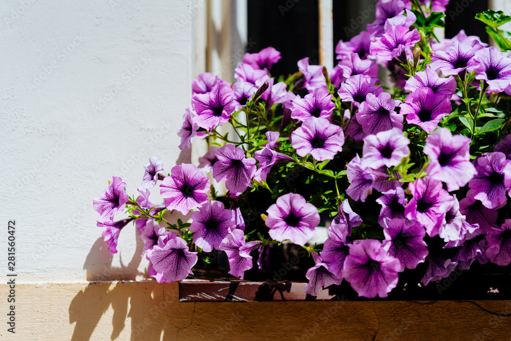 Fototapeta premium Pink flowers on a window sill in harsh sunlight