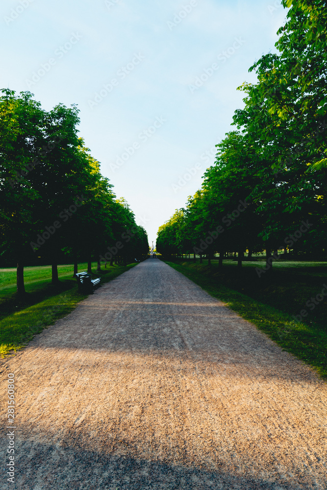 Obraz premium Tree lined path late in the evening