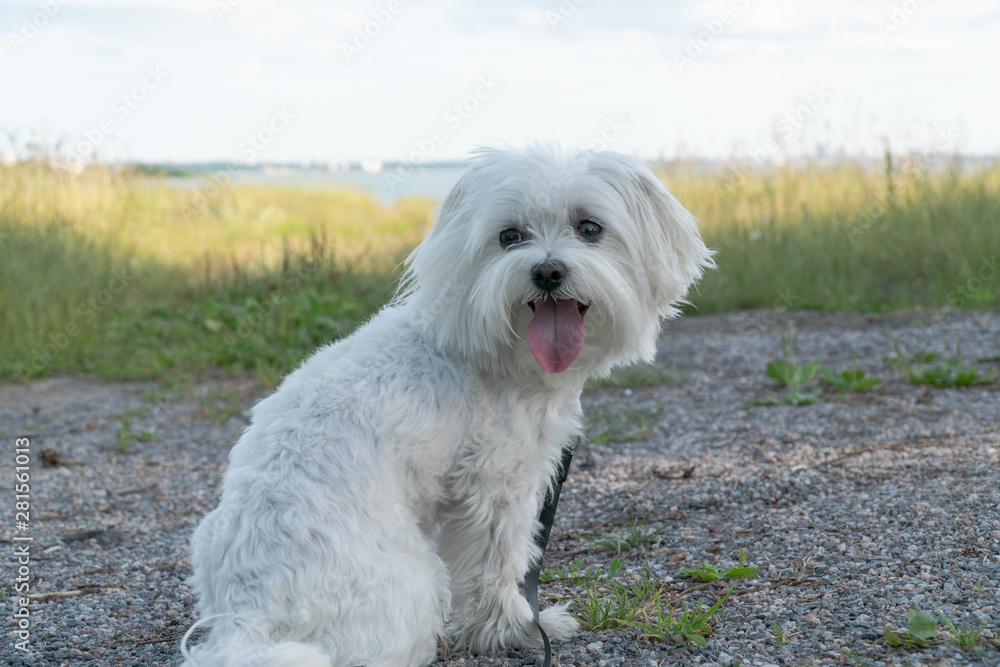 Maltese Maltese