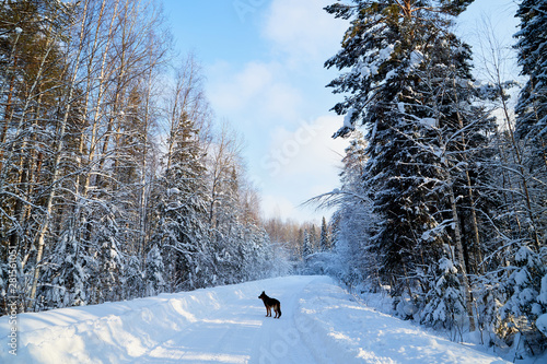 White road, dog german shepherd on it and snow covered trees in a winter forest in a sunny day