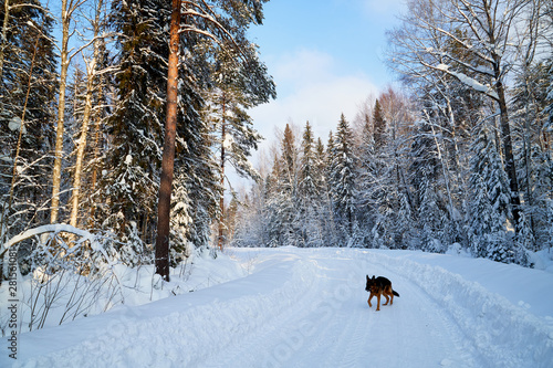 White road, dog german shepherd on it and snow covered trees in a winter forest in a sunny day