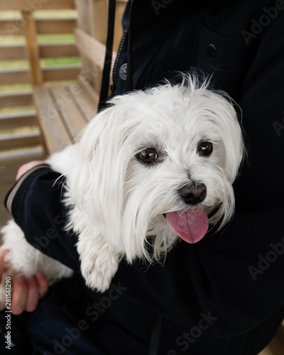 Maltese 