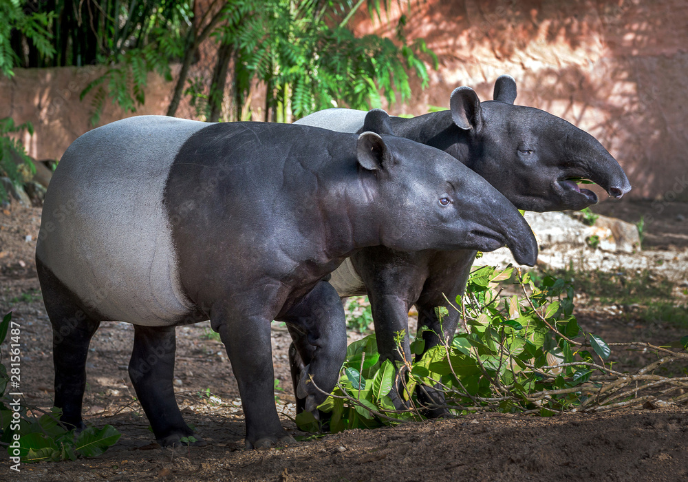 Fototapeta premium The family of tapirs in the natural atmosphere.