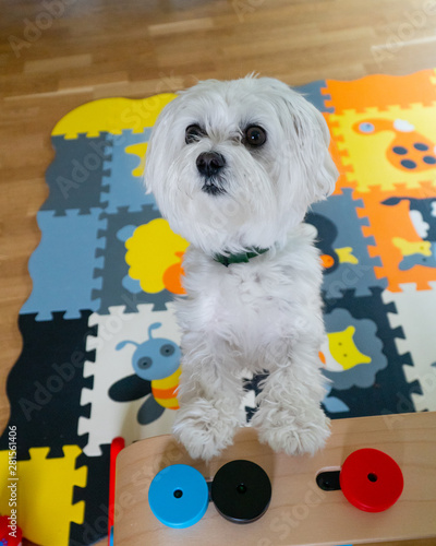 Maltese 