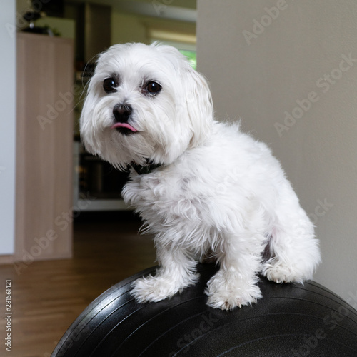 Maltese 