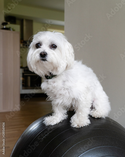 Maltese 